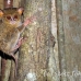 monkey_tarsier_eastern_tangkoko_h_0096_sul1269.jpg